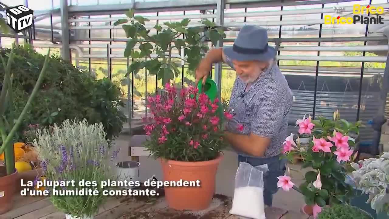 Comment obtenir des plantes résistantes à la sécheresse?