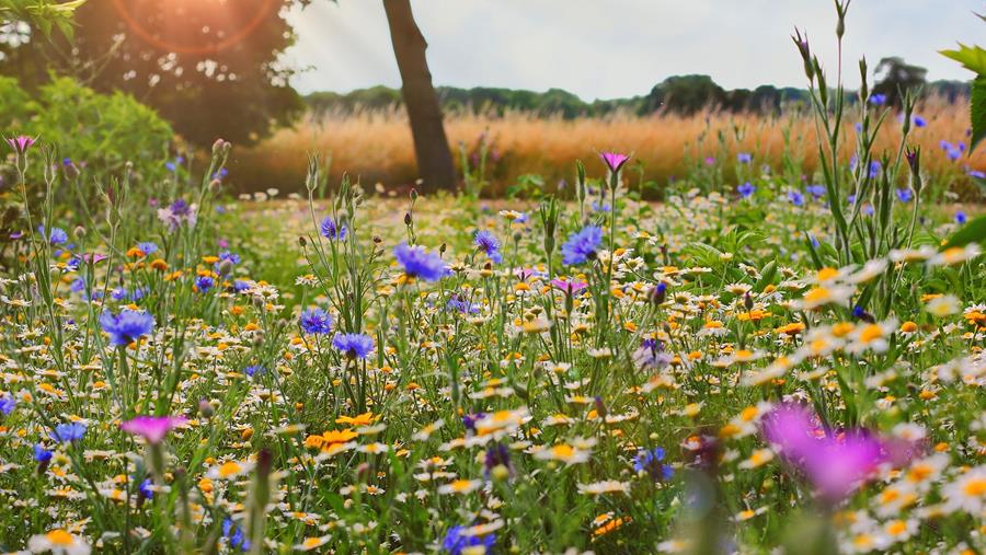 Tout sur les jardins naturels