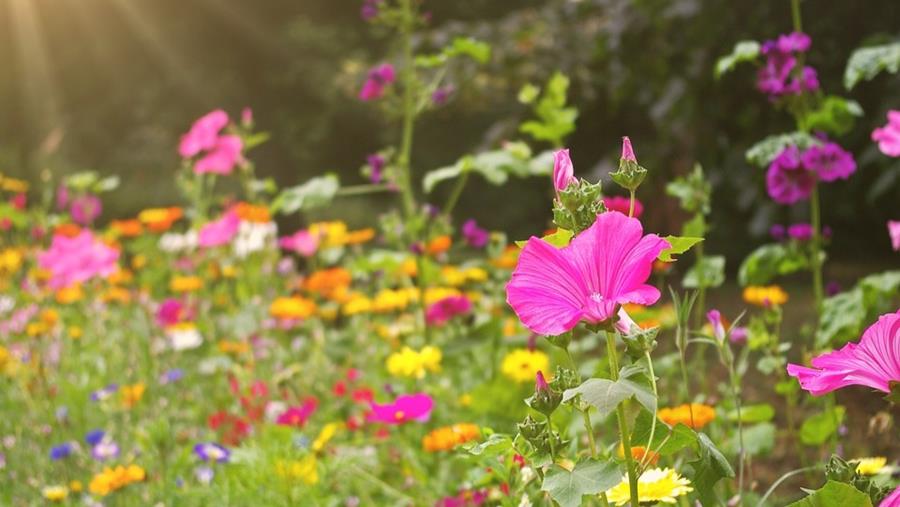 Hoe leg je zelf een bloemenweide aan?