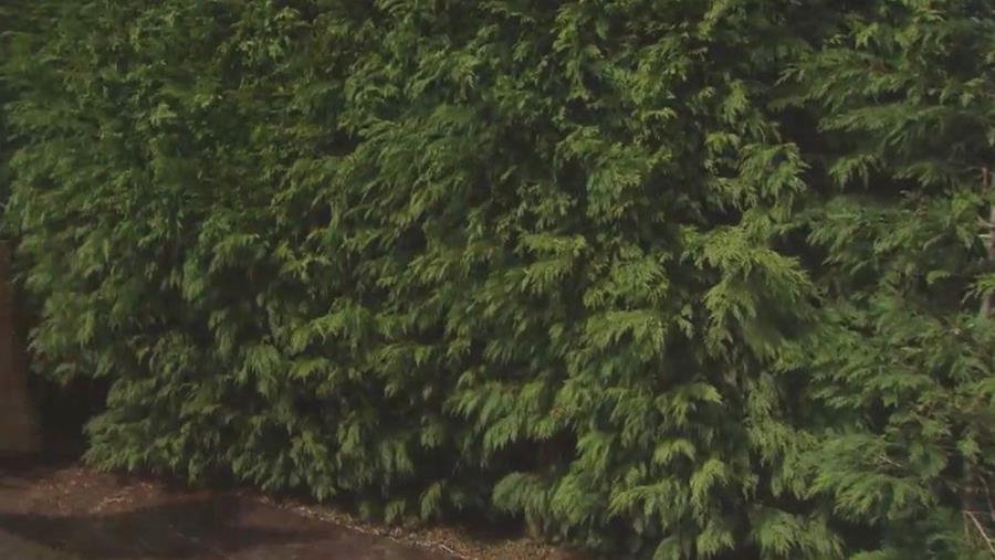 Een haag kiezen: cipres en taxus