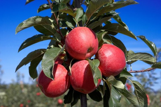 Le " Jardin des Pommes " ouvre ses porte