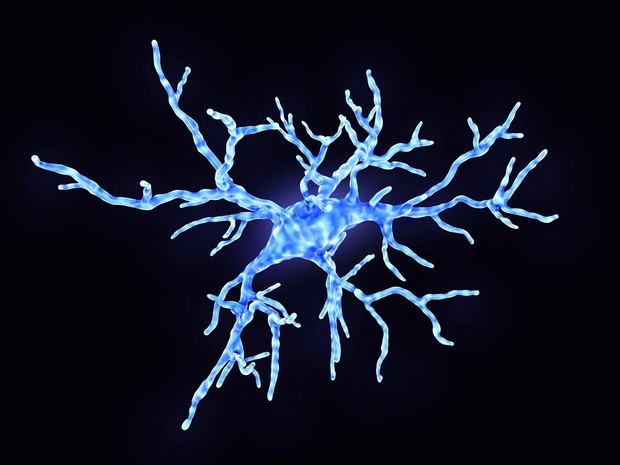 Des chercheurs belges révèlent le rôle des microglies dans la maladie d'Alzheimer