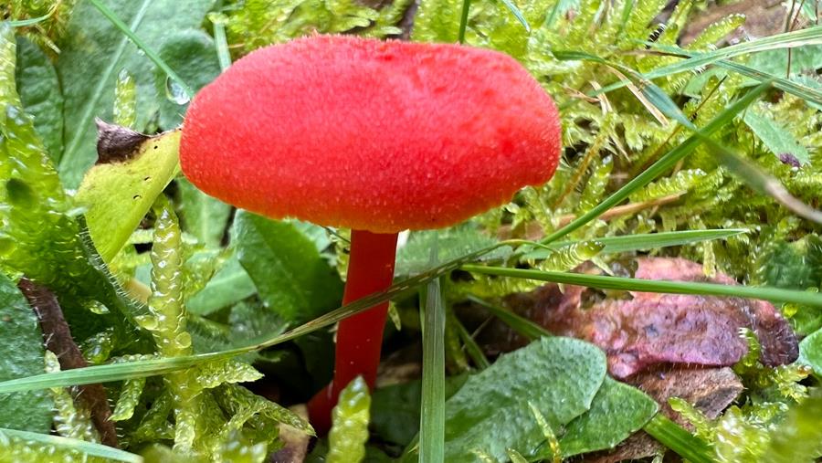 Le pharmacien « fou de champignons »