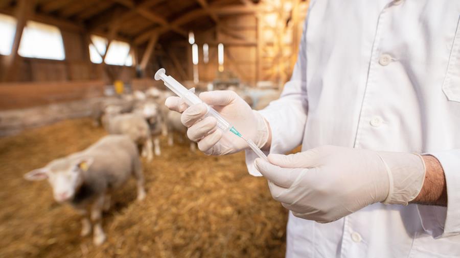 La vente d'antibiotiques à usage vétérinaire en baisse en Belgique