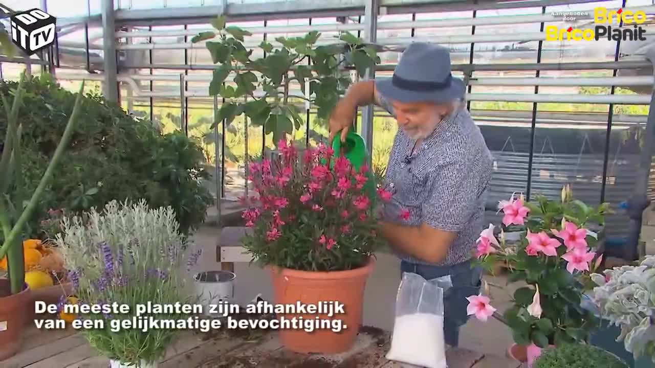 Hoe krijg je droogteresistente planten?